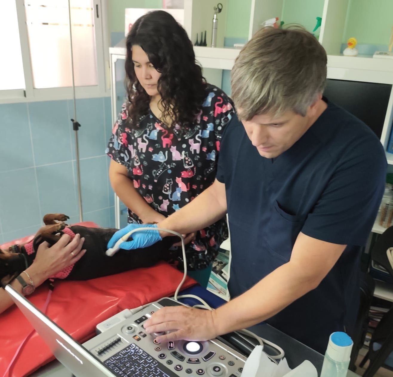 Clínica veterinaria en Torrejón de Ardoz Clínica veterinaria en Torrejón de Ardoz