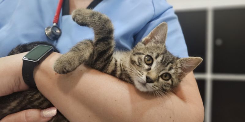 Gato pequeño en brazos del veterinario Gato pequeño en brazos del veterinario
