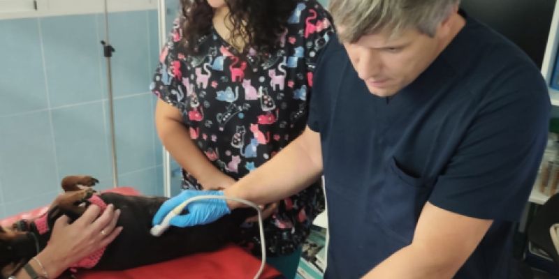 Veterinario haciendo una ecografía a un perro Veterinario haciendo una ecografía a un perro