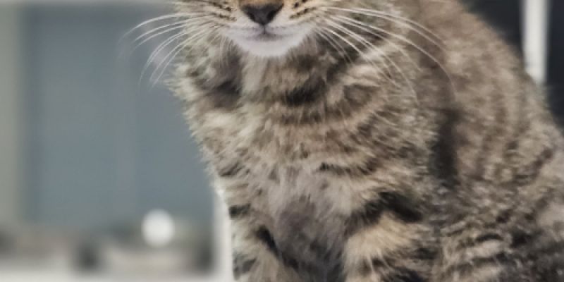 Gato pequeño encima de la camilla Gato pequeño encima de la camilla