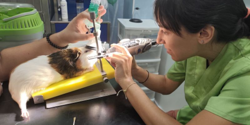 Veterinaria en Torrejón de Ardoz Veterinaria en Torrejón de Ardoz