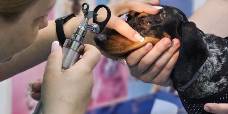 Veterinaria mirando los ojos a un perro Veterinaria mirando los ojos a un perro