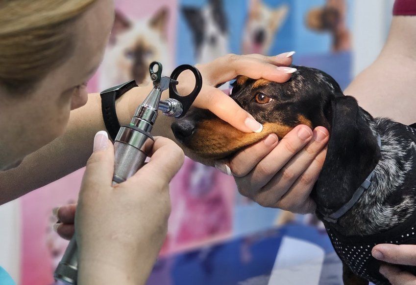 Centro veterinario en Torrejón de Ardoz Centro veterinario en Torrejón de Ardoz