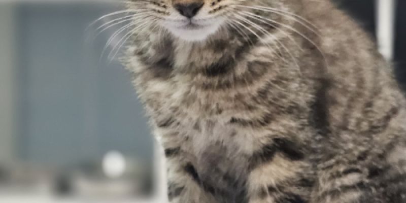 Gato pequeño encima de la camilla Gato pequeño encima de la camilla