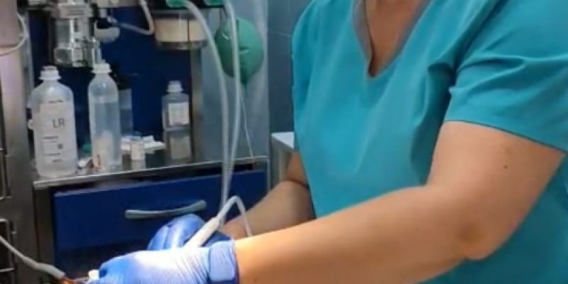 Veterinaria haciendo cura en la boca a un perro Veterinaria haciendo cura en la boca a un perro